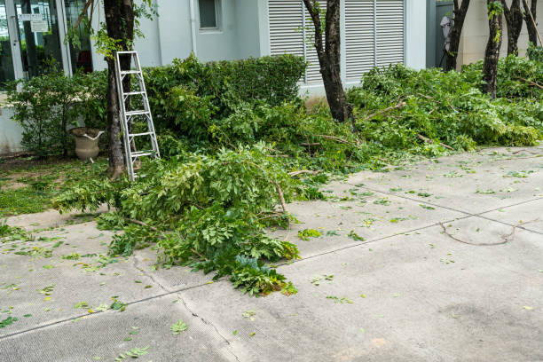 Why Choose Our Tree Removal Services in St Ignace, MI?