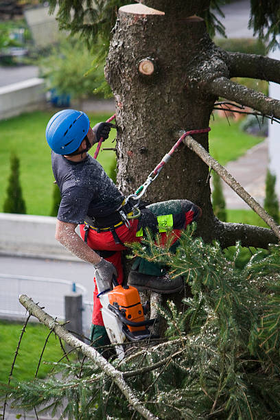 Professional  Tree Services in St Ignace, MI